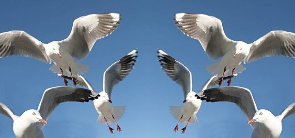 Sechs fliegende Möwen - Foto, Bild