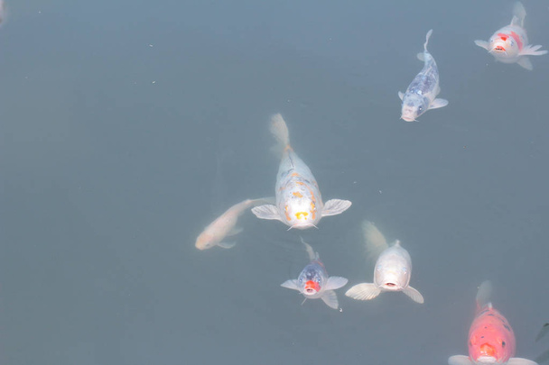  Carpe di Koi che nuotano nello stagno
 - Foto, immagini
