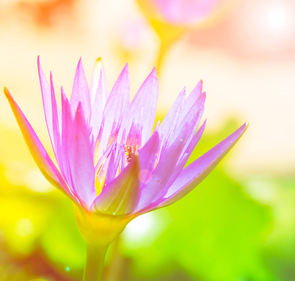 kwiat lotosu w stawie - Zdjęcie, obraz
