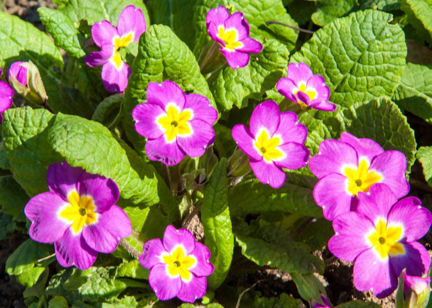 пурпурные первоцветы. Крупный план цветка первоцвета с красными или фиолетовыми и желтыми листьями
 - Фото, изображение