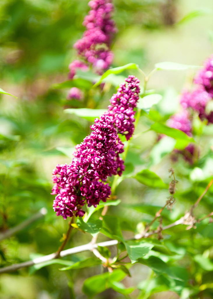 Flores lila. Gran arbusto de jardín con flores fragantes púrpuras o blancas
. - Foto, imagen