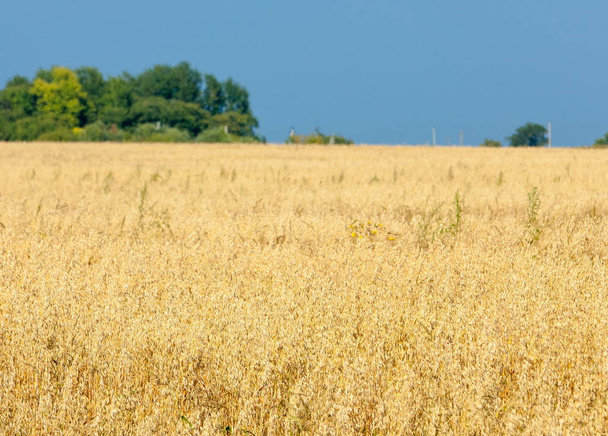 Field of ripe grain. Ripe barley. Ripe oats. summer on ripened grain field - Fotografie, Obrázek