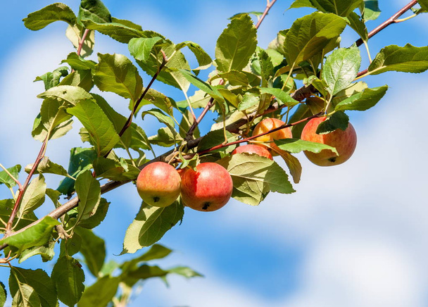 Jablko a jablko. Malus je rod o druhu malých listnatých jabloní nebo keřů čeledi Rosaceae - Fotografie, Obrázek