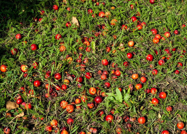 Cangrejo y manzana silvestre. Malus es un género de manzanos perteneciente a la familia Rosaceae. - Foto, imagen