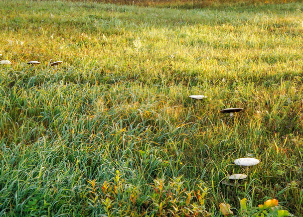 Erdőszéli csiperke, ló gomba, az Agaricus. - Fotó, kép