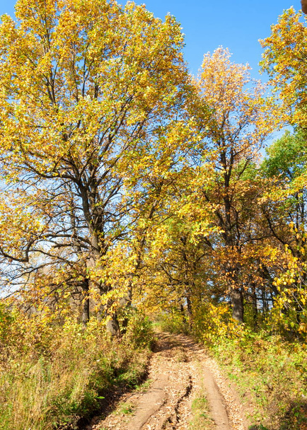 Ο δρόμος του φθινοπώρου, με το δάσος βελανιδιάς - Φωτογραφία, εικόνα