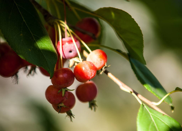 Crabapple e Wild apple. Malus è un genere di meli o arbusti decidui della famiglia delle Rosaceae. - Foto, immagini