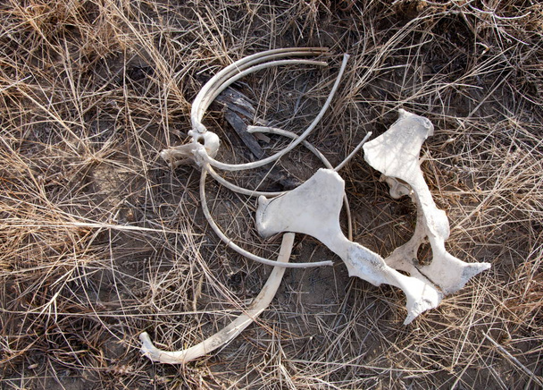 winter river in the desert. Gnawed bones on the river bank - Photo, Image