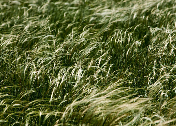 Tüy çim dokusu. güzel sahne - Fotoğraf, Görsel
