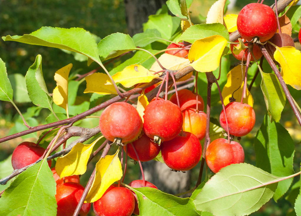 Crabapple and Wild apple. Malus  is a genus of about  species of small deciduous apple trees or shrubs in the family Rosaceae - Photo, Image
