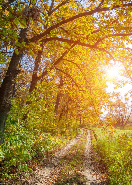 Tie syksyllä, tammimetsässä
 - Valokuva, kuva