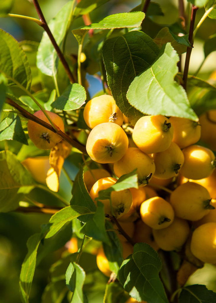 Yaban elması ve yaban elması. Malus, gülgiller (Rosaceae) familyasından bir elma ağacı cinsidir. - Fotoğraf, Görsel