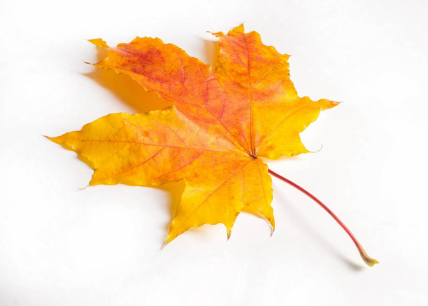 texture, background. Maple Leaves yellow shades of red and gold. the leaf of the maple, used as an emblem of Canada. On a white background. - Photo, Image