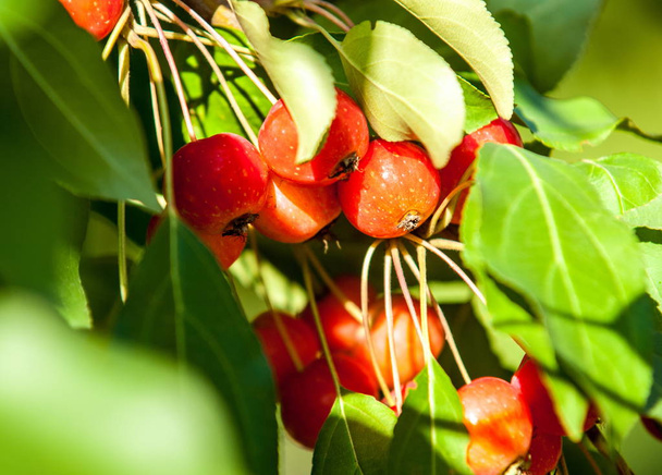 Jablko a jablko. Malus je rod o druhu malých listnatých jabloní nebo keřů čeledi Rosaceae - Fotografie, Obrázek