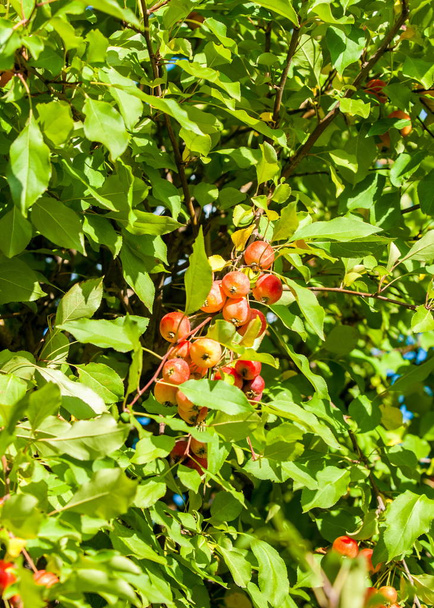 Crabapple ja Wild Apple. Malus on suvun noin lajien pieniä lehtipuita tai pensaita perheen Rosaceae - Valokuva, kuva