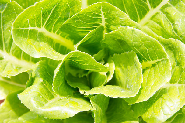  frische Salatpflanzen - Foto, Bild