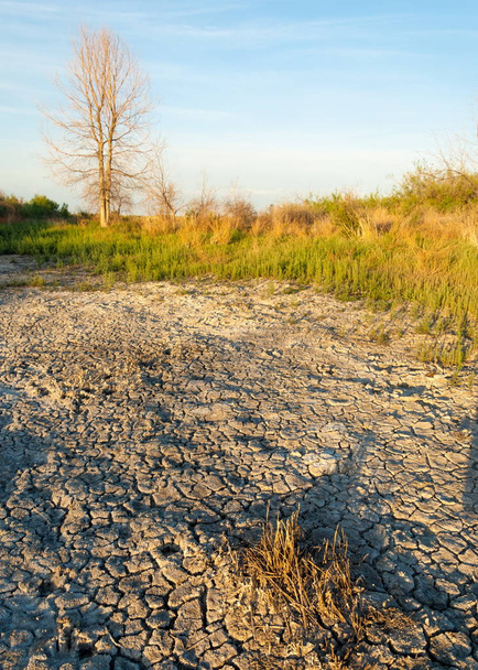 Степные соляные почвы. Солевая соль в соли. Стивен Вельдт veld. Соляные почвы пустыни, соляные озера. безжизненная выжженная земля. голая степь Казахстана
 - Фото, изображение