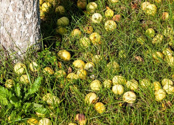 Μήλο crabapple και άγρια. ittle μήλα, κόκκινο πράσινο φως, διακόσμηση Οδός πάρκων - Φωτογραφία, εικόνα