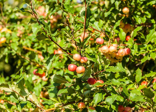 Cangrejo y manzana silvestre. manzanas pequeñas, luz verde roja, decoración de parques callejeros
 - Foto, imagen