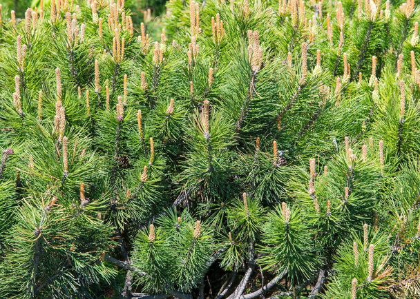 Bitmappatroon, patroon, achtergrond. Pine bush gevormd op de flowerbed - Foto, afbeelding