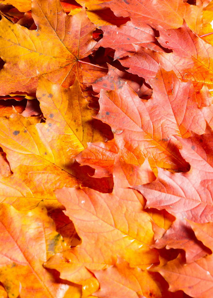 het patroon, achtergrond. Esdoorn bladeren geel tinten rood en goud. Bladeren abstract Laid voor foto's. het blad van de esdoorn, gebruikt als een embleem van Canada. - Foto, afbeelding