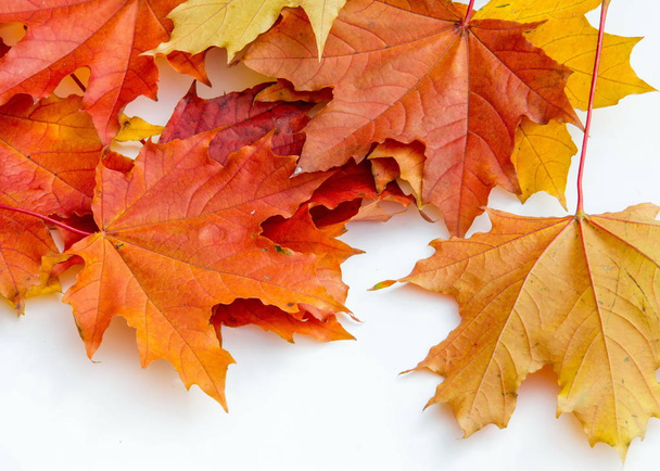 Autumn klonowe listowie na zielony trawnik. Drzewo z szerokim, w większości gatunków, kręcone liści. - Zdjęcie, obraz