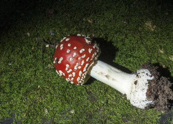 amanita, fly-agaric, Poisonous Mushroom with a red hat with white speckled. - Photo, Image