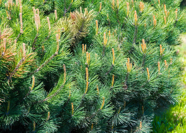 Texture, pattern, background. Pine bush formed on the flowerbed - Photo, Image
