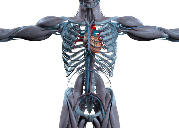 ihmisen sydämen anatomian malli - Valokuva, kuva