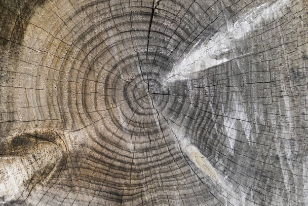Tree trunk cuts showing growth rings - Foto, Imagem