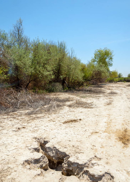 soli fizjologicznej, słonych bagien. Etosha badlands. pojedynczy krzew. Kazachstan - Zdjęcie, obraz