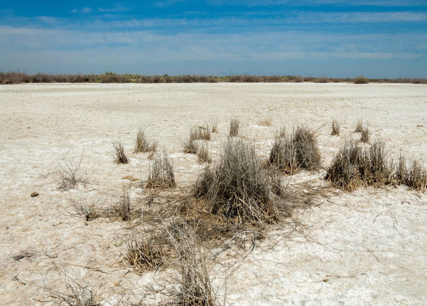 Saline, zoutmoeras. Etosha badlands. één struik. Kazachstan - Foto, afbeelding