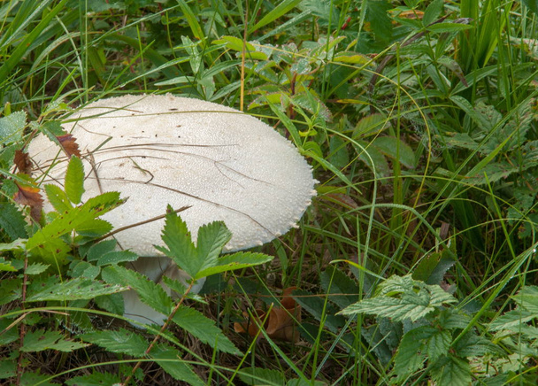 Agaricus arvensis, horse mushroom, genus Agaricus. - Photo, Image