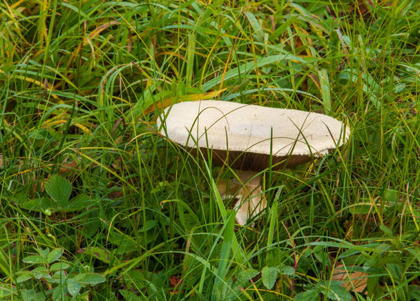 Agaricus arvensis, horse mushroom, genus Agaricus. - Photo, Image