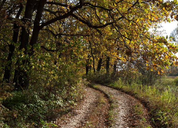 Silnice na podzim, v lese oak - Fotografie, Obrázek