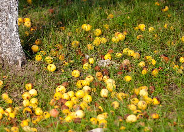 Crabapple e Wild apple. Malus è un genere di meli o arbusti decidui della famiglia delle Rosaceae. - Foto, immagini