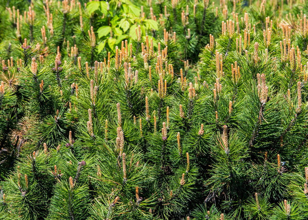 Textura, patrón, fondo. Arbusto de pino formado en el macizo de flores
 - Foto, Imagen