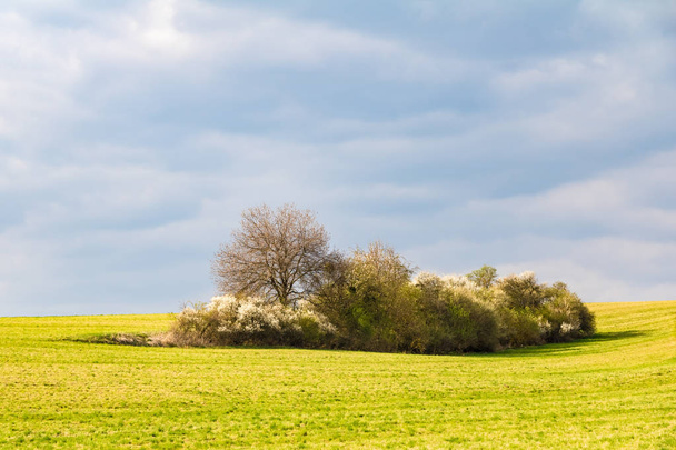 Paisaje primaveral con prados y arbustos florecientes bajo nubes
 - Foto, Imagen