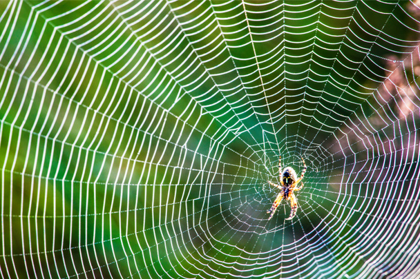 orvalho na teia de aranha - Foto, Imagem