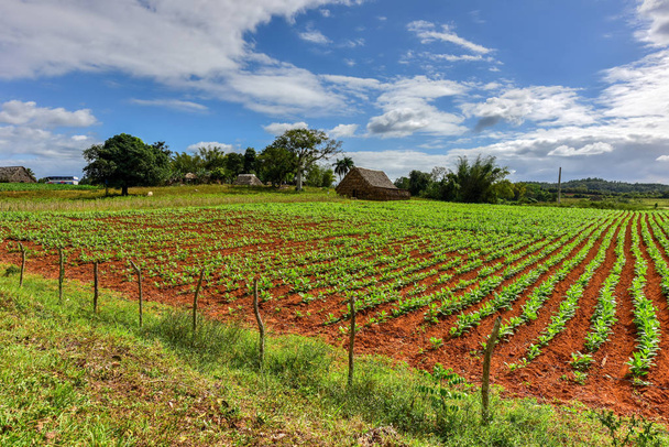 タバコ畑のビニャーレス渓谷、キューバ - 写真・画像