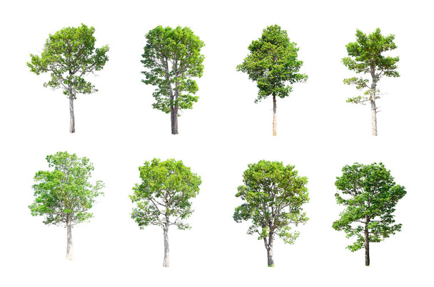 Ізольована дерев з Таїланду - Фото, зображення