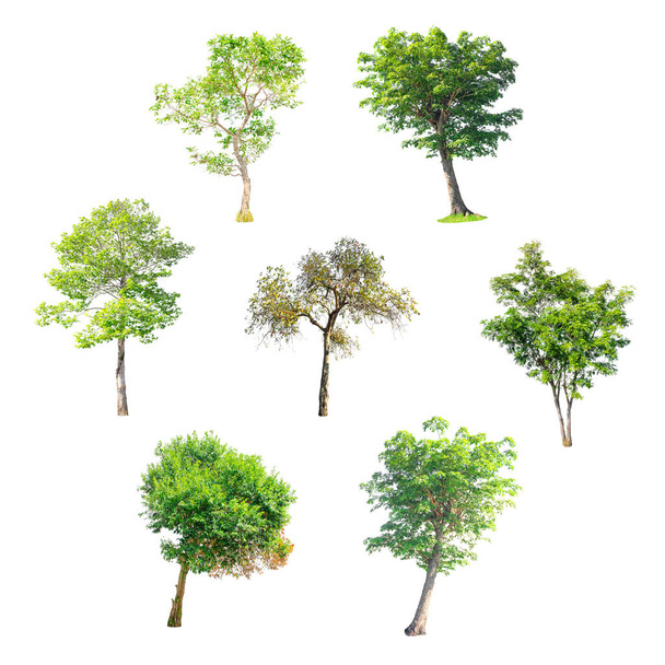 Ізольована дерев з Таїланду - Фото, зображення