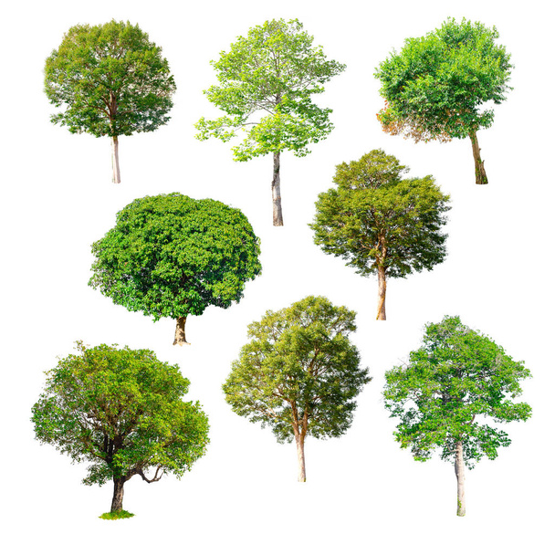 Eristetyt puut Thaimaasta
 - Valokuva, kuva