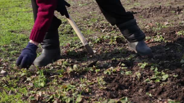 A woman works in the garden removing grass from the ground with a mop of hoe - Filmati, video