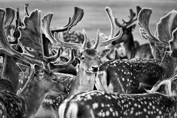Manada de ciervos - fotografía en blanco y negro
 - Foto, Imagen