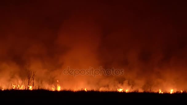 burning wood and dry grass, smoke and sparks rise into sky, fire in forest at night - Footage, Video