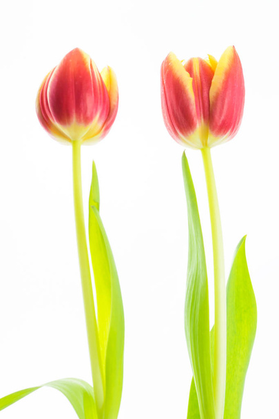 Tulipa - fundo branco
 - Foto, Imagem