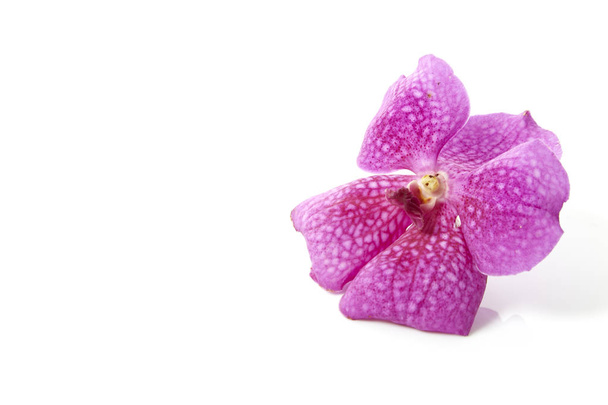 ピンクの蘭の花  - 写真・画像