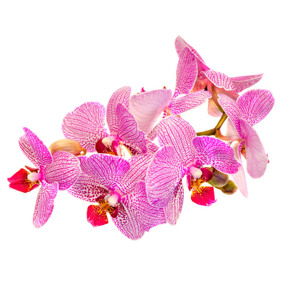 Flores de orquídea de rama rosa con brotes, Orchidaceae, Phalaenopsis
 - Foto, Imagen