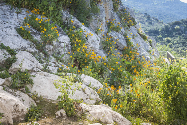 wild flowers on a rock - Photo, image